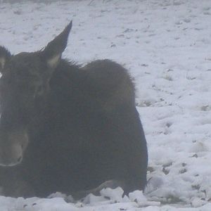 Female Moose-27/12/10.