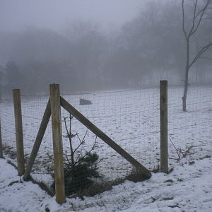 Moose enclosure-27/12/10.