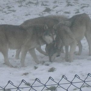 European grey Wolves-27/12/10