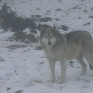 European grey Wolf-27/12/10