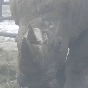 White Rhino-27/12/10.