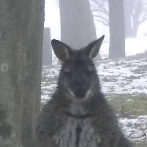 Red knecked Wallaby-27/12/10.