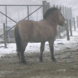 Przewalski's Horse-27/12/10.