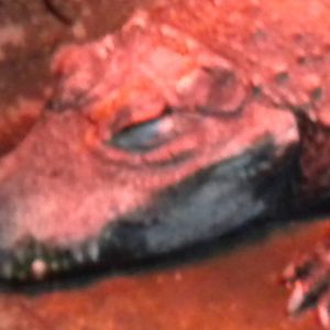 West african dwarf Crocodile-27/12/10