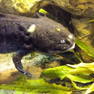 Axolotl-27/12/10