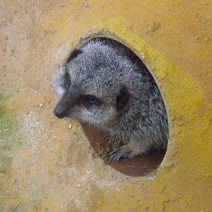 Meerkat-27/12/10