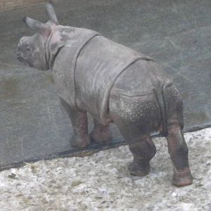 Ajang;Indian Rhino-27/12/10.