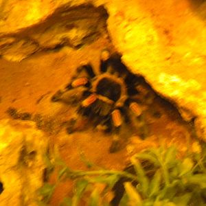 Red-kneed bird-eating spider-27/12/10