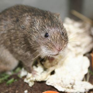 Reed Vole  2009 - off show breeding room
