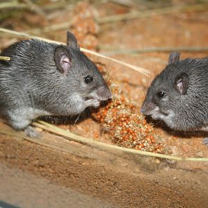 Dusky Kenyan spiny mice