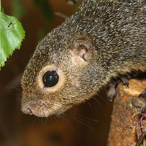 Red-legged sun squirrel