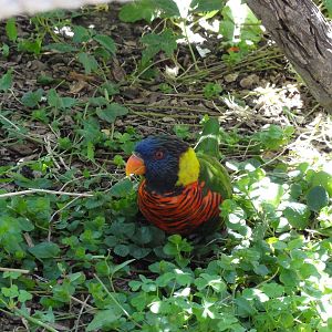 Lorikeet at Denver Zoo