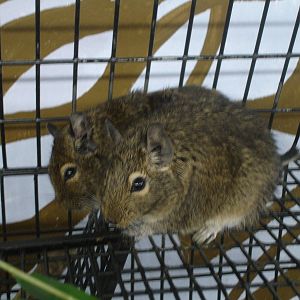 Degus