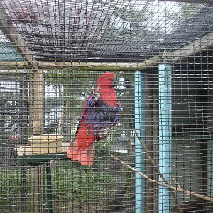 Eclectus Parrot
