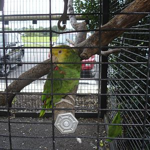 Yellow Headed Amazon Parrot