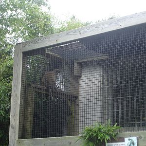 Lesser Spot-Nosed Guenon