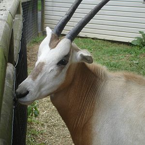Oryx