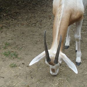 Oryx