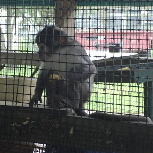 White Collared Mangabey