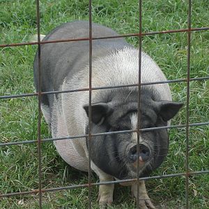 Pot Bellied Pig