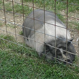 Pot Bellied Pig