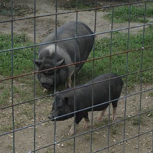 Pot Bellied Pigs