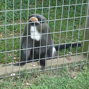 De Brazza's Guenon
