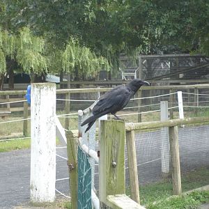 Blackbird or Crow or Raven