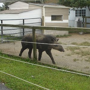 Tapir