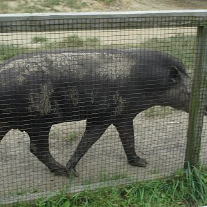 Tapir