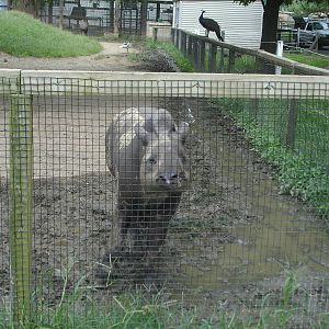 Tapir