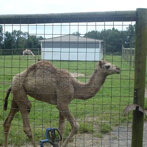 Baby Camel