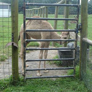 Baby Camel