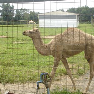 Baby Camel