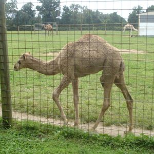 Baby Camel