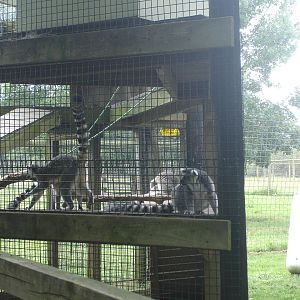 Ring Tailed Lemurs