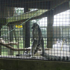 Ring Tailed Lemurs