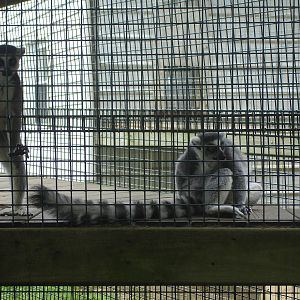 Ring Tailed Lemurs