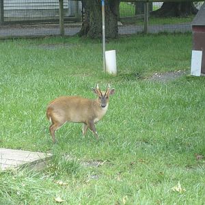 Muntjac
