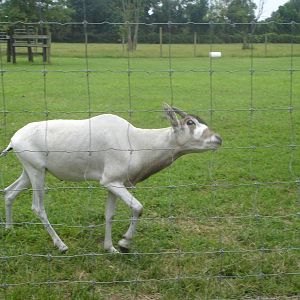 Addax