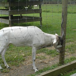 Addax