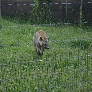 Spotted Hyena