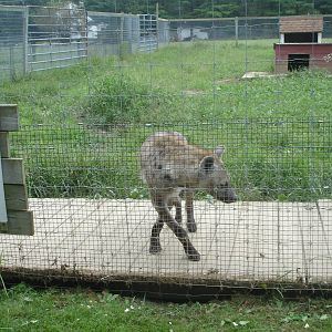 Spotted Hyena