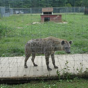 Spotted Hyena