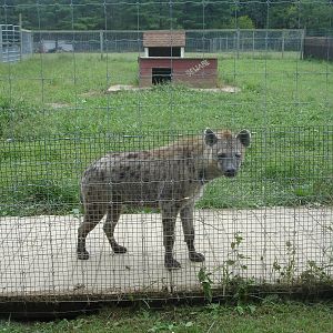 Spotted Hyena