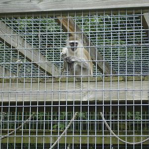 Grivet Monkey