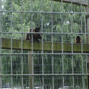 Brown Capuchin Monkey