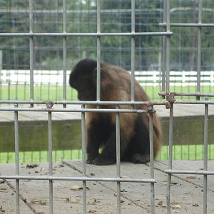 Brown Capuchin Monkey