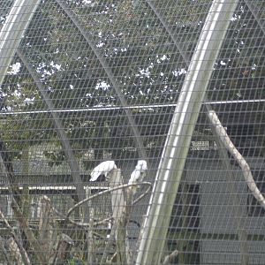 Cockatoo in aviary