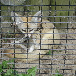 Fennec Fox